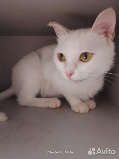 Турецкая ангора