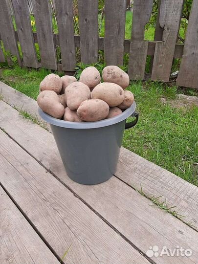 Картофель деревенский