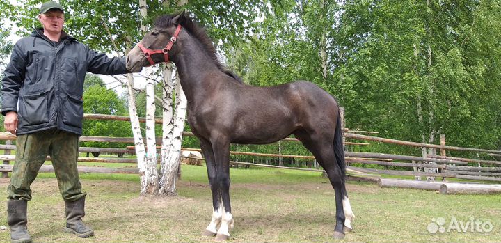 Кобыла орловской рысистой породы