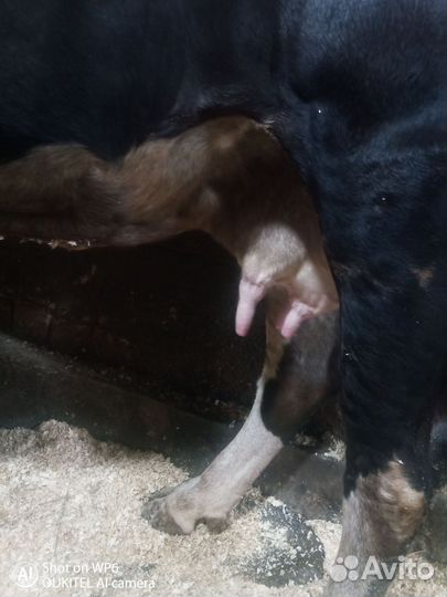 Корова дойная