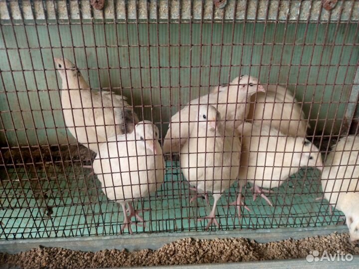 Перепела несушки