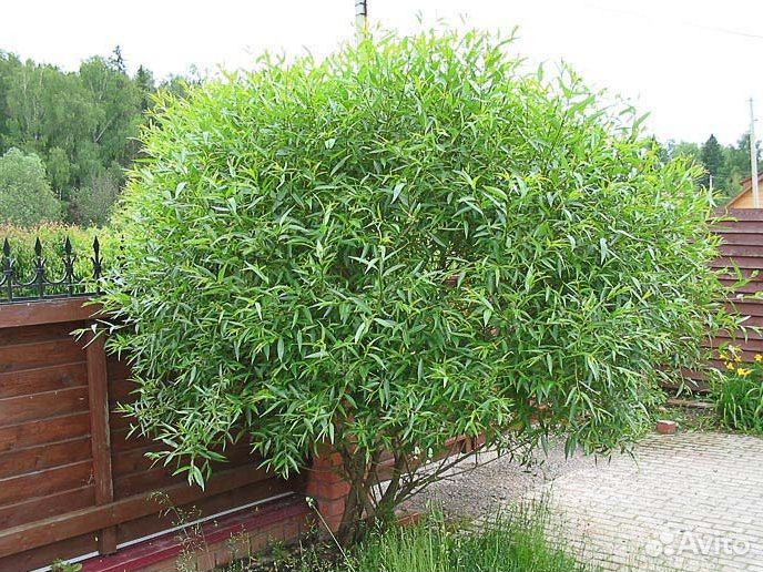 Ивы шаровидные и другие виды
