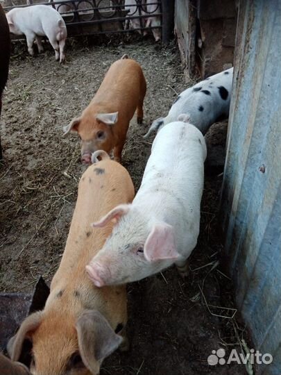 Дать объявление