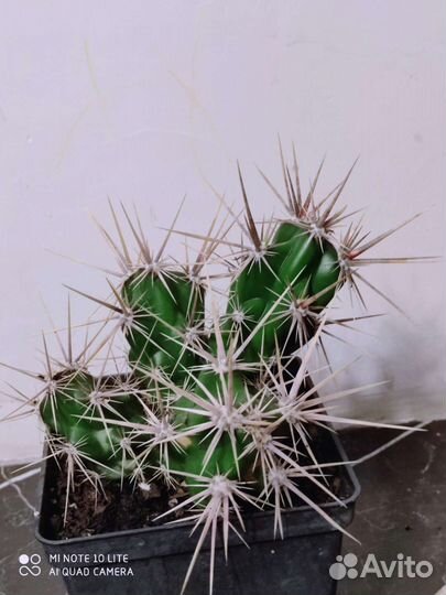 Кактусы цветущие