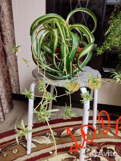 Продам цветы комнатные