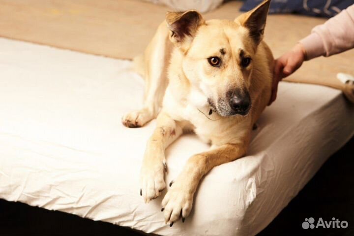 Метис лабрадор девочка