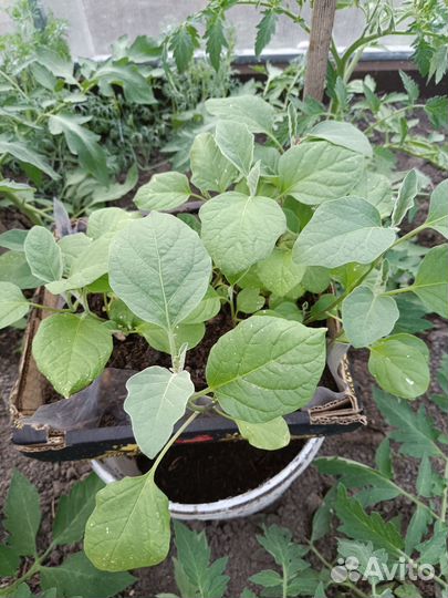 Рассада болгарского перца, баклажан