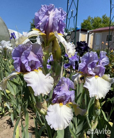 Ирисы бородатые