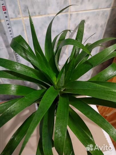 Тилландсия