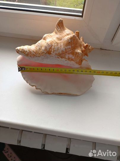 Ракушка морская