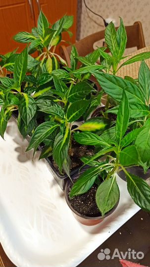 Бальзамин новогвинейский