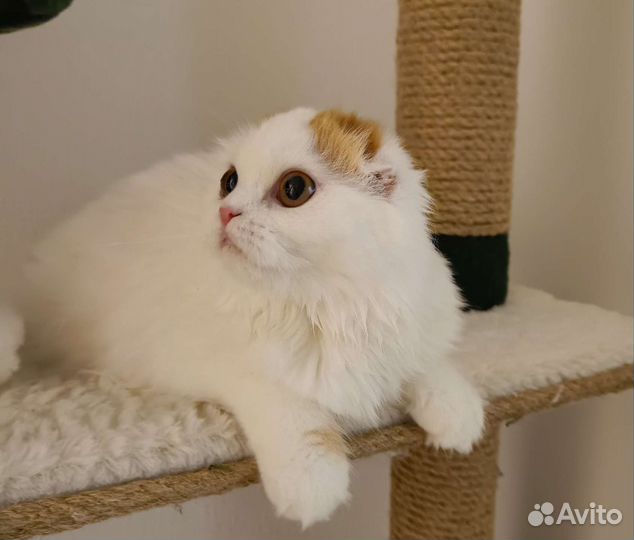 Шотландская