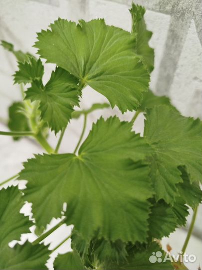 Королевская пеларгония