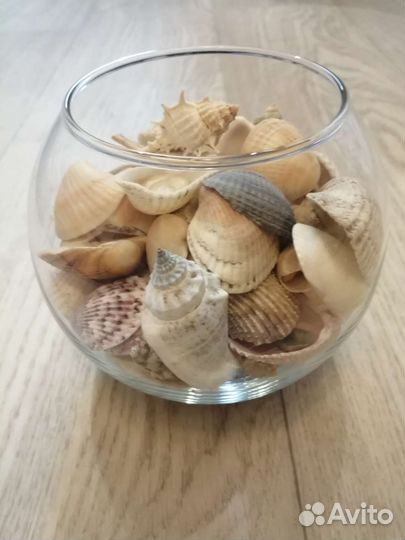 Морские ракушки