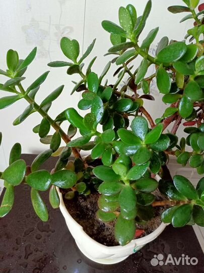 Денежное дерево