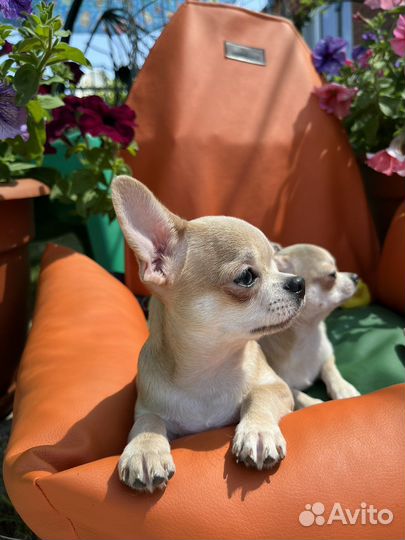 Красавчики