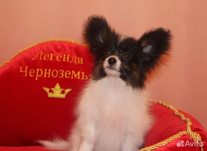 Щенки от титулованных родителей РКФ