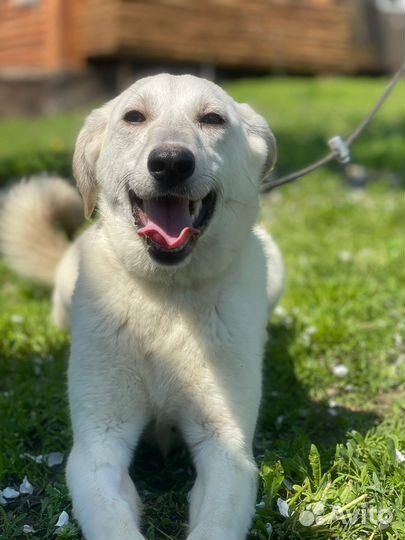 Метис лабрадора в дар