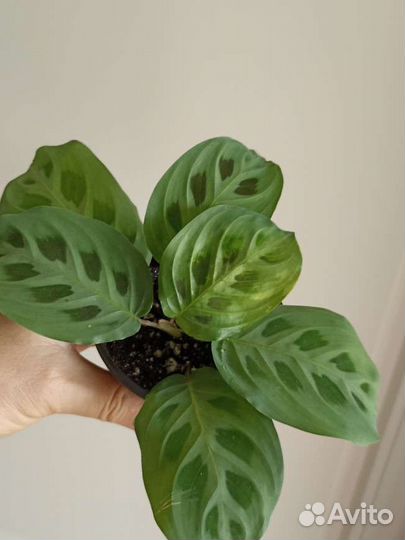 Маранта Ктенанта Калатея Комнатные растения Цветы