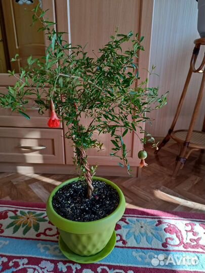 Гранат комнатный сорт Нано