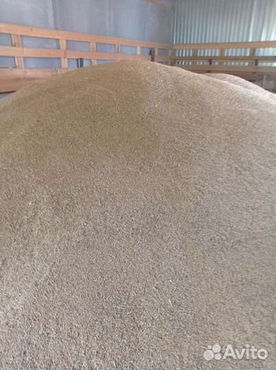 Зерно ячмень