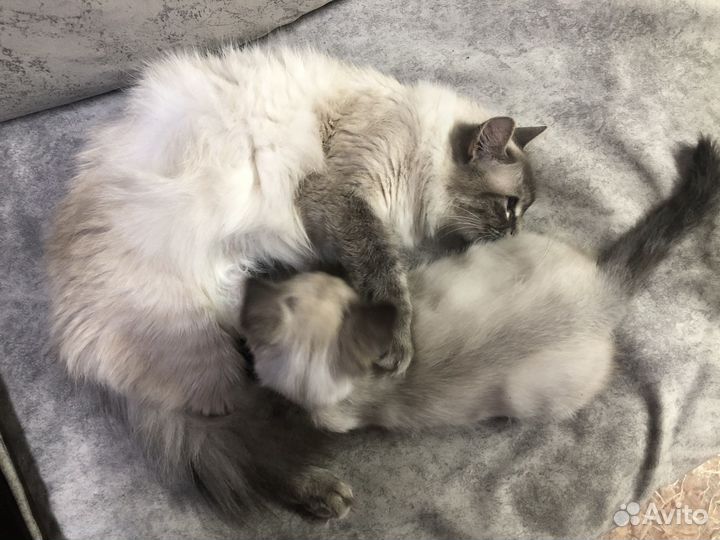 Котенок от Невской Маскарадной кошки