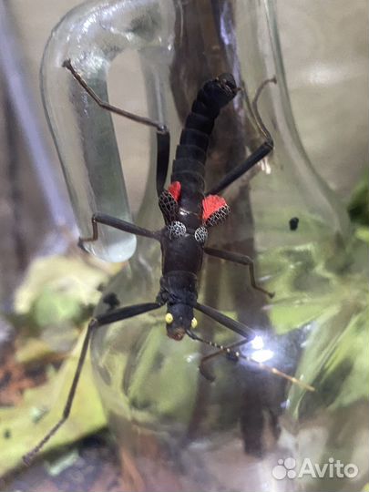 Перуанский палочник