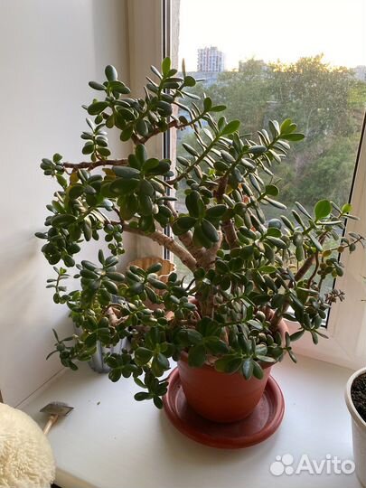 Денежное дерево