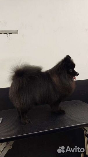 Грумер, стрижка собак и кошек