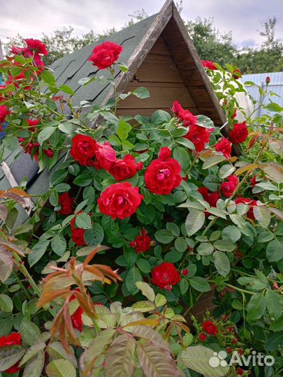 Роза Фломентанц, плетистая