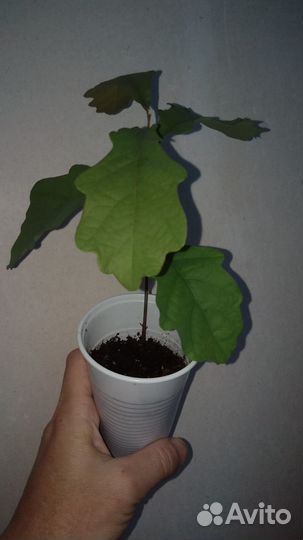 Дубки растения