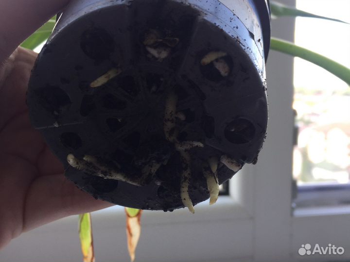 Хлорофитум