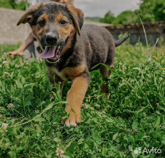 Щенок в добрые руки бесплатно