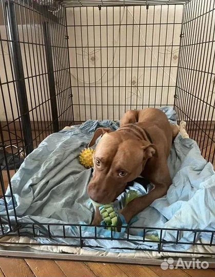 Клетка для собак