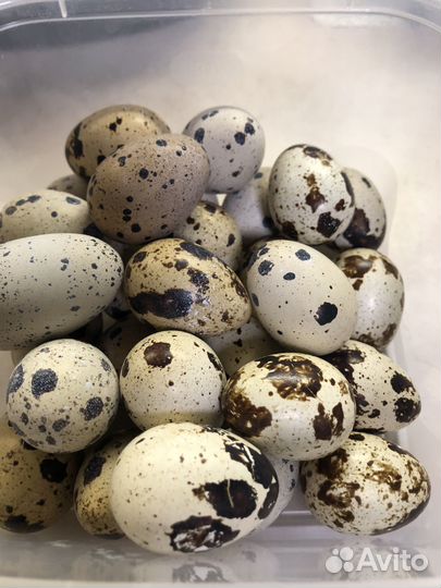 Яйца перепелиные инкубационные