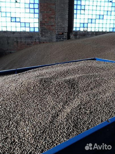 Зерно пшеница