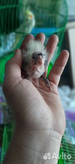 Птенцы корелл