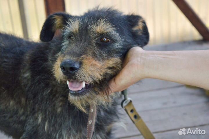 Роза в добрые руки