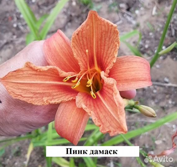 Лилейники сортовые