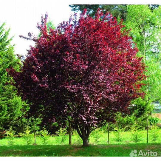 Слива краснолист