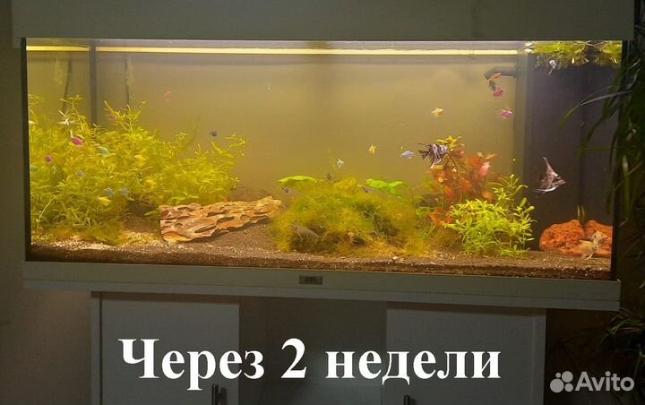 Аквариум. Если у вас так, это ко мне. Гарантия