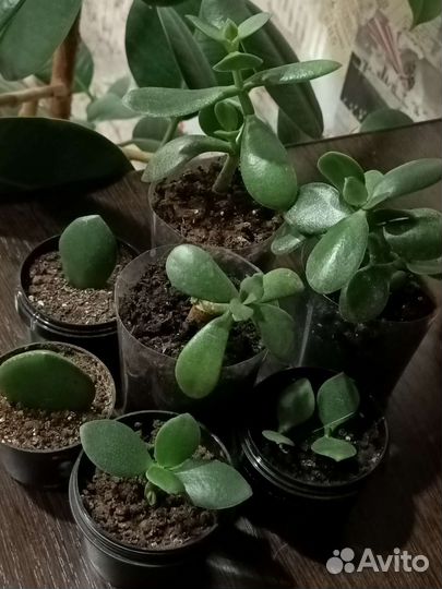 Бесплатно.детки денежного дерева