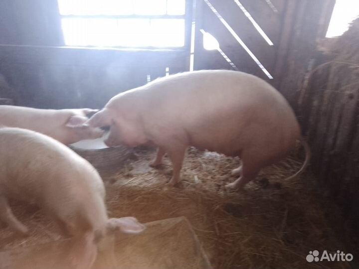 Продукты питания