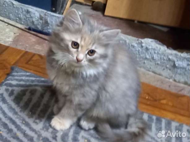 Курильский бобтейл