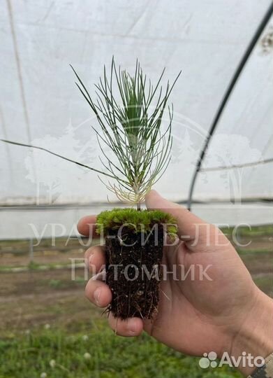 Лиственница Сибирская с зкс сеянцы