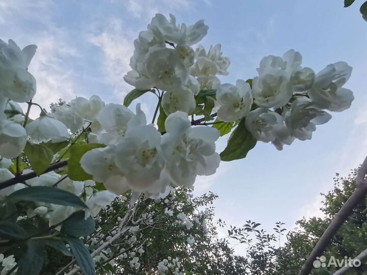 Большой куст махрового жасмина