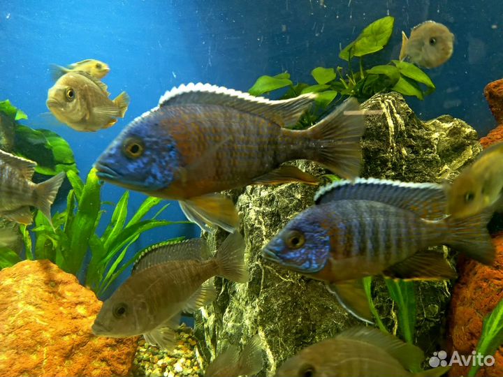 Аквариумные рыбки Аулонокара Рэд Флэш,цихлиды