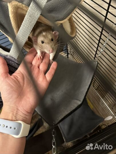 Крыса дамбо 2 самца