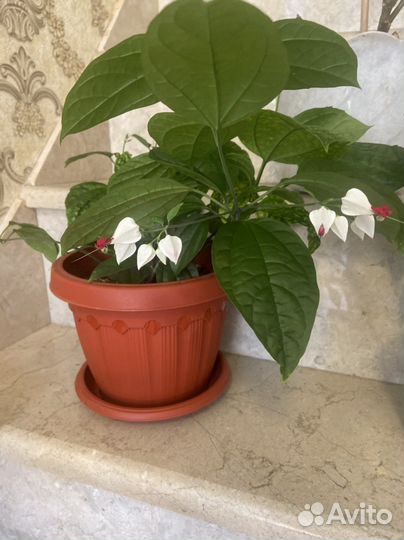 Клеродендрум томпсон