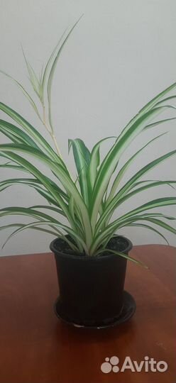 Комнатные домашние растения